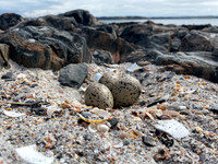 Nests
