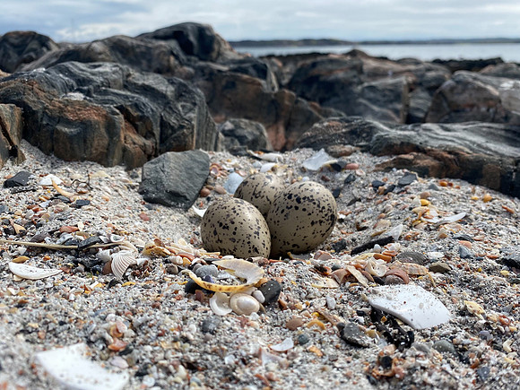 Oystercatcher, Iona, May, 2021