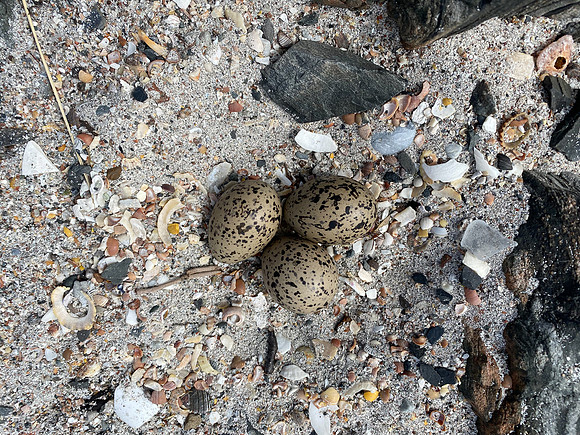 Oystercatcher, Iona, May, 2021.