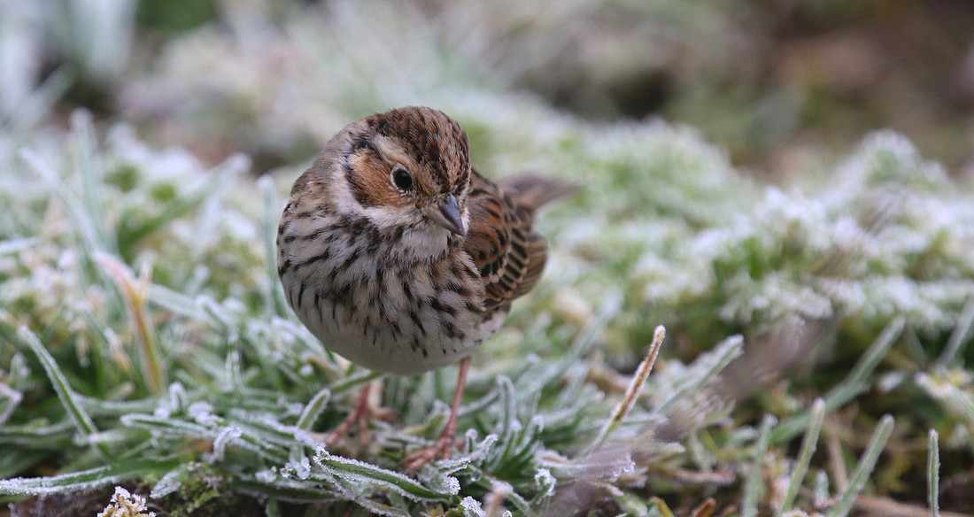 Little Bunting, Forest Farm, Feb 2015