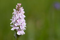 Heath Spotted-orchid, Vicarge Farm, June 2024