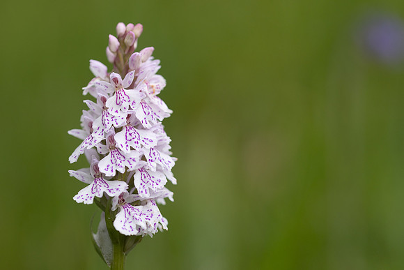 Heath Spotted-orchid, Vicarge Farm, June 2024