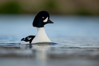Barrows Goldeneye, River Laxa, Iceland, June 2022