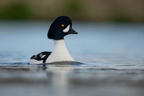 Barrows Goldeneye, River Laxa, Iceland, June 2022
