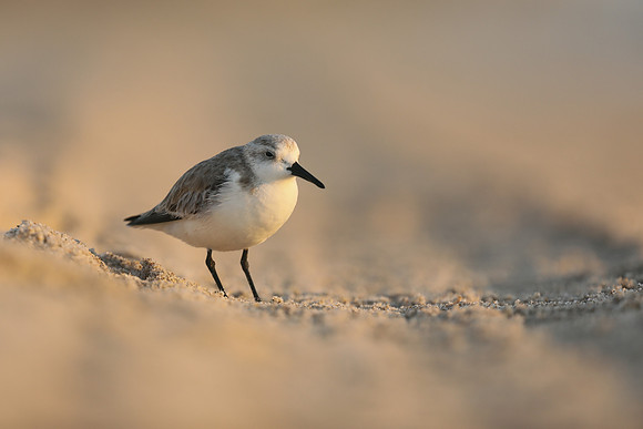 Sanderling, Fort Lauderdale, February 2020