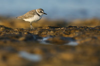 Kentish Plover, Makronisos, Cyprus, September 2019