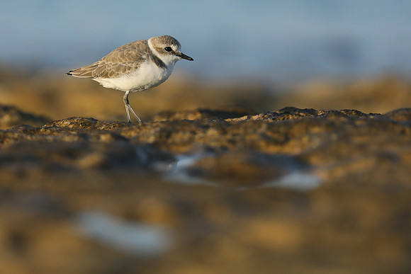 Kentish Plover, Makronisos, Cyprus, September 2019