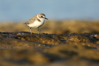 Kentish Plover, Makronisos, Cyprus, September 2019