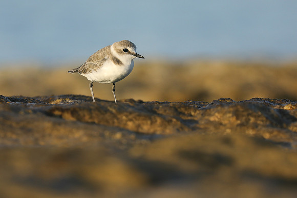 Kentish Plover, Makronisos, Cyprus, September 2019