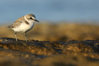 Kentish Plover