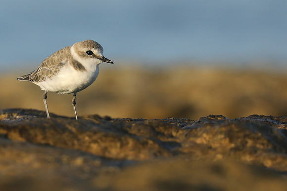 Kentish Plover, Makronisos, Cyprus, September 2019.