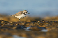 Kentish Plover, Makronisos, Cyprus, September 2019