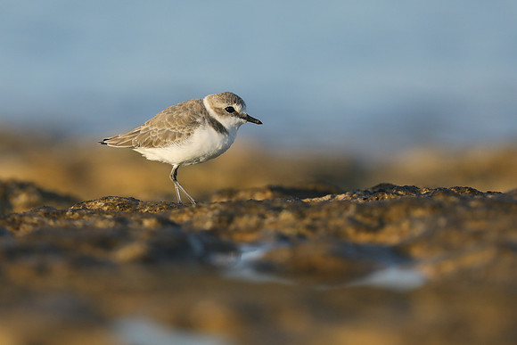 Kentish Plover, Makronisos, Cyprus, September 2019