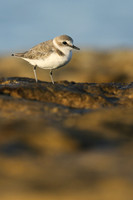 Kentish Plover, Makronisos, Cyprus, September 2019