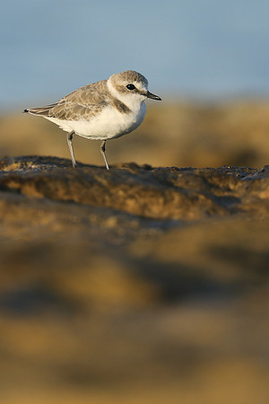 Kentish Plover, Makronisos, Cyprus, September 2019