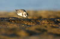 Kentish Plover, Makronisos, Cyprus, September 2019