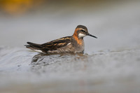 Red-necked Phalarope  7