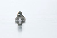 Red-necked Phalarope, Lake Myvatn, Iceland, June 2019