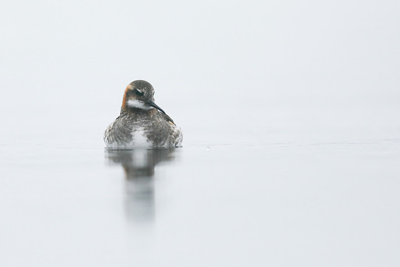 Red-necked Phalarope, Lake Myvatn, Iceland, June 2019