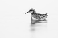 Red-necked Phalarope, Lake Myvatn, Iceland, June 2019