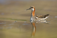 Red-necked Phalarope,  Iceland, June 2019