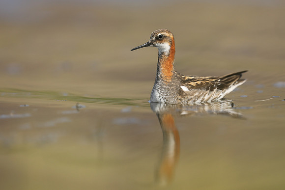 Red-necked Phalarope,  Iceland, June 2019