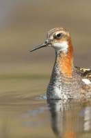 Red-necked Phalarope,  Iceland, June 2019