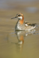 Red-necked Phalarope,  Iceland, June 2019