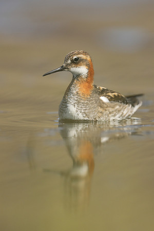 Red-necked Phalarope,  Iceland, June 2019