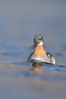 Red-necked Phalarope,  Iceland, June 2019
