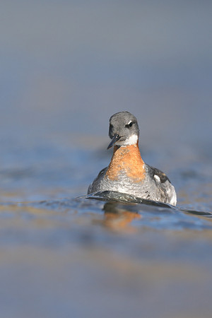 Red-necked Phalarope,  Iceland, June 2019