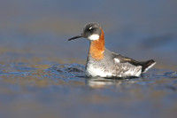 Red-necked Phalarope,  Iceland, June 2019