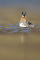 Red-necked Phalarope,  Iceland, June 2019