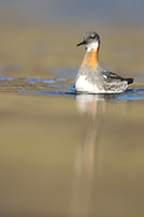 Red-necked Phalarope,  Iceland, June 2019
