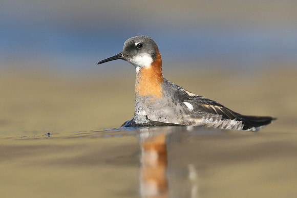 Red-necked Phalarope,  Iceland, June 2019