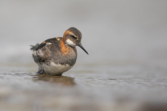 Red-necked Phalarope  8