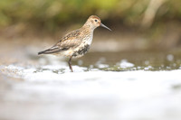 Dunlin, RIf, Iceland, June 2019