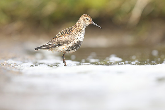Dunlin, RIf, Iceland, June 2019