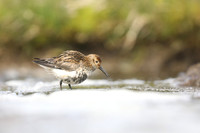 Dunlin, RIf, Iceland, June 2019