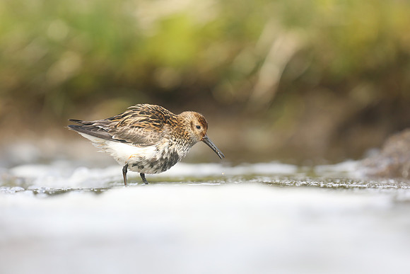 Dunlin, RIf, Iceland, June 2019
