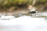 Dunlin, RIf, Iceland, June 2019.