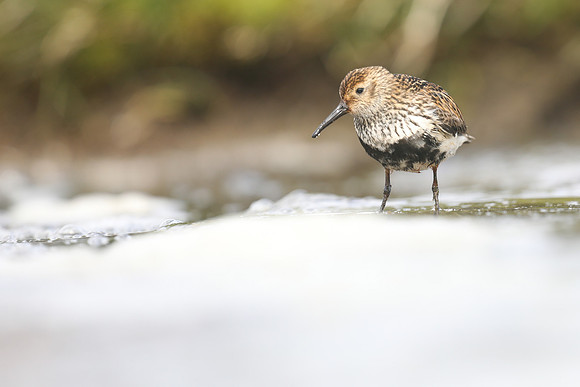 Dunlin, RIf, Iceland, June 2019.