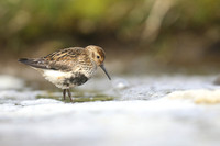 Dunlin, RIf, Iceland, June 2019
