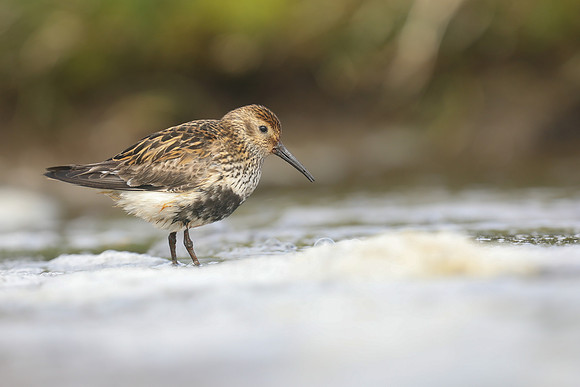Dunlin, RIf, Iceland, June 2019