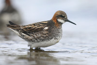 Red-necked Phalarope, Olafsvik, Iceland, June 2019