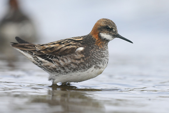 Red-necked Phalarope, Olafsvik, Iceland, June 2019