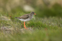 Redshank, Flatey Island, Iceland, June 2019