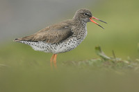 Redshank, Flatey Island, Iceland, June 2019