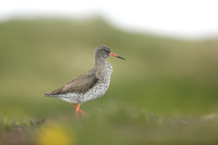 Redshank 3