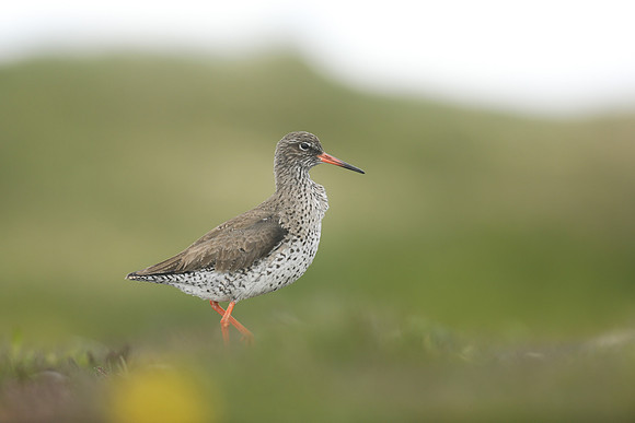 Redshank 3